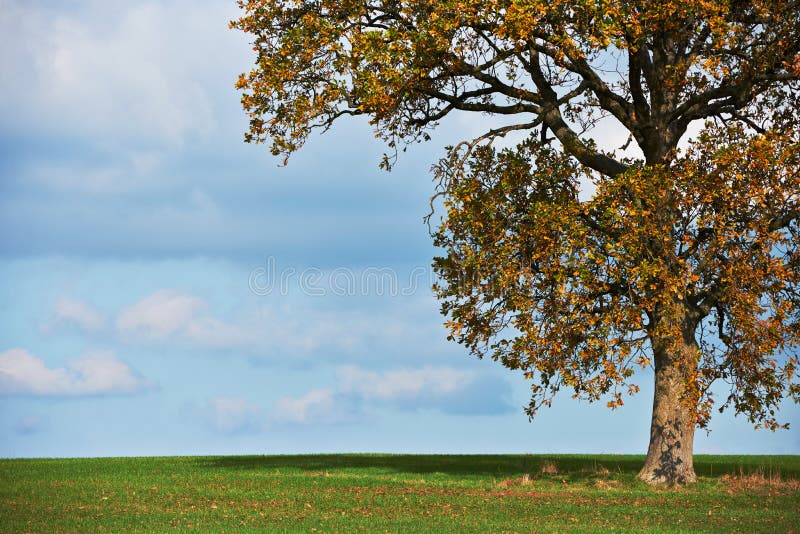 Oak tree in fall