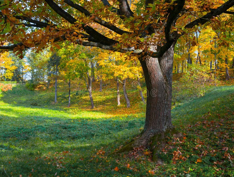 Oak tree in fall.