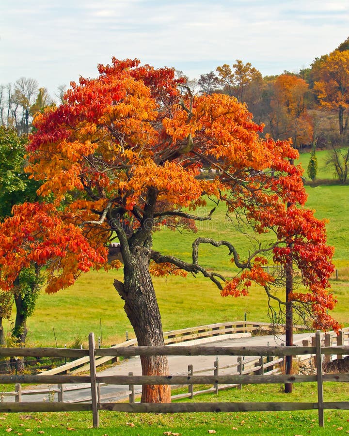 Oak Tree in Fall