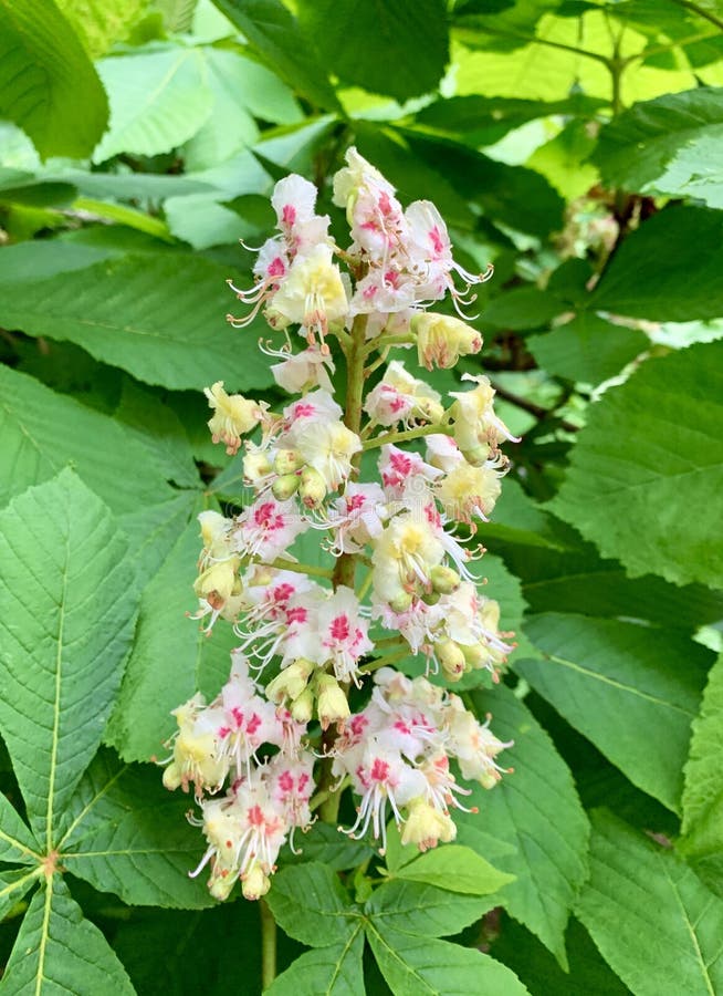 Oak Tree Flowers stock photo. Image of large, flower 183083448