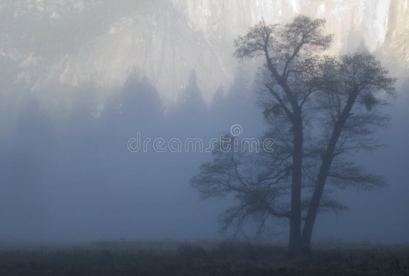 Oak tree in fog