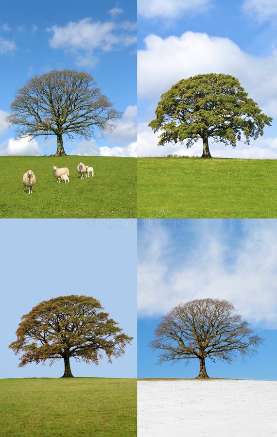 Four seasons dubu strom ve venkovské krajině v jaro, léto, podzim a zima.