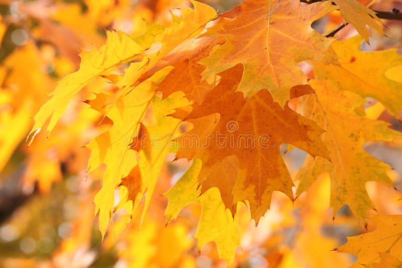 Oak tree leaves at fall