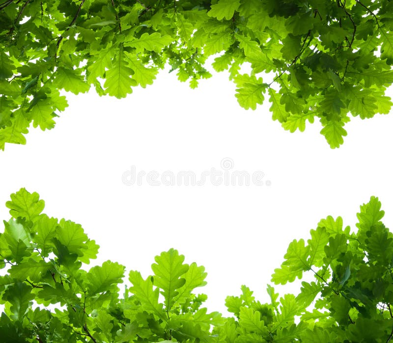 Oak tree leaves isolated