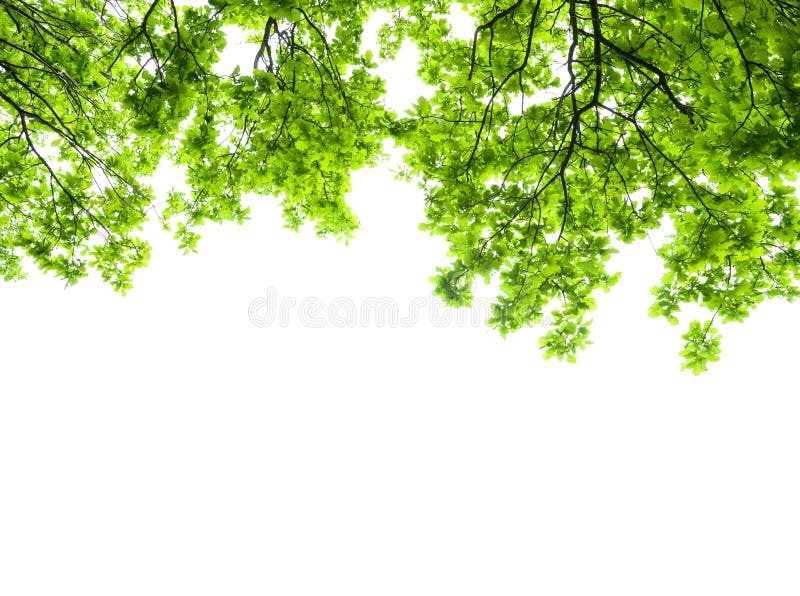 Oak tree leaves isolated stock image Oak tree leaves isolated stock image