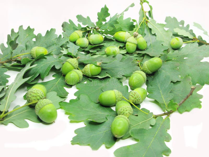 Oak tree leaves and nuts stock image. Image of color 16731765