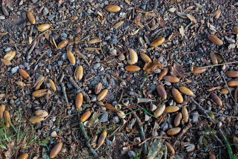 Oak Tree Nuts on the Ground during Autumn Stock Photo Image of dried