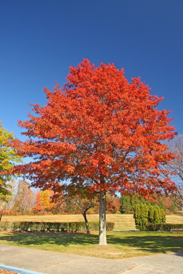 orange Oak tree, upstate rural New York in Fall, Quercus clear blue sky. orange Oak tree, upstate rural New York in Fall, Quercus clear blue sky