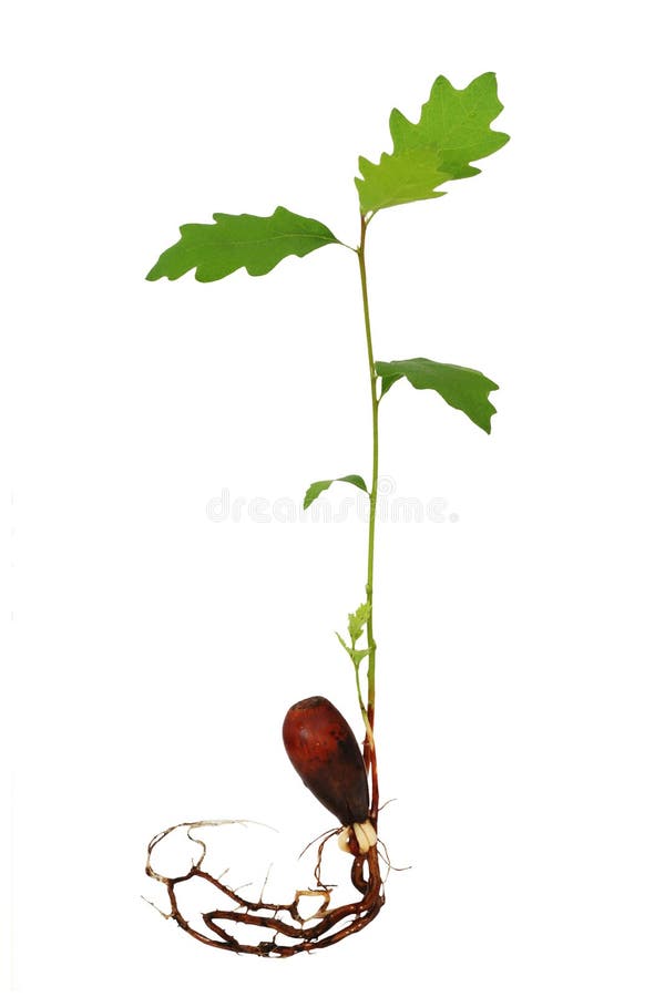 Oak tree seedling with roots stock photo