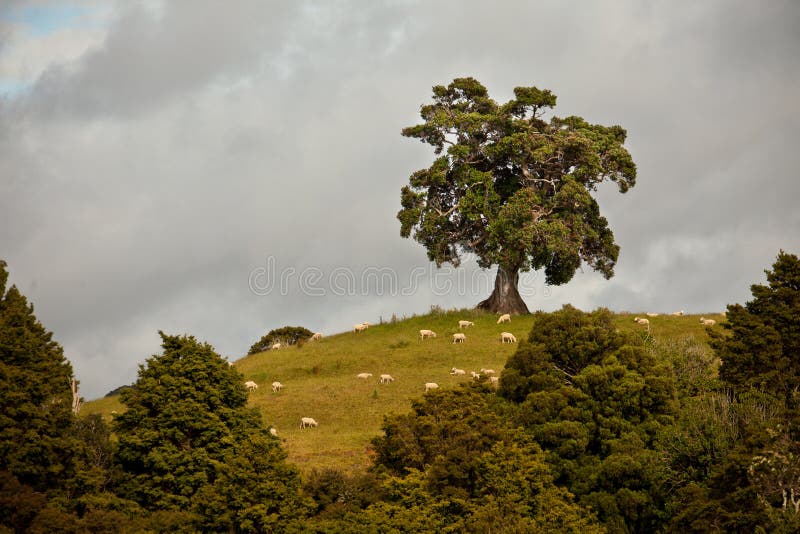 Oak tree and sheep on a hill