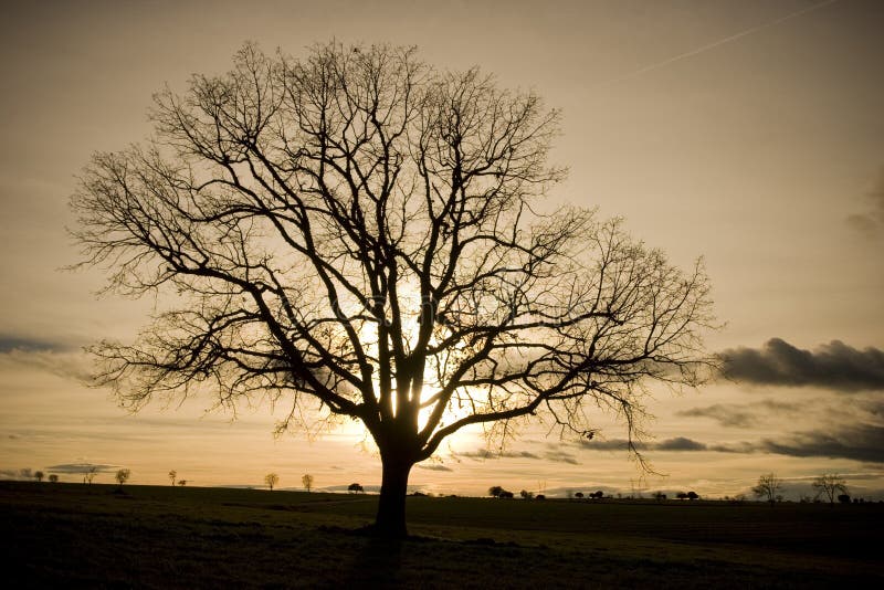 Oak tree silhouette