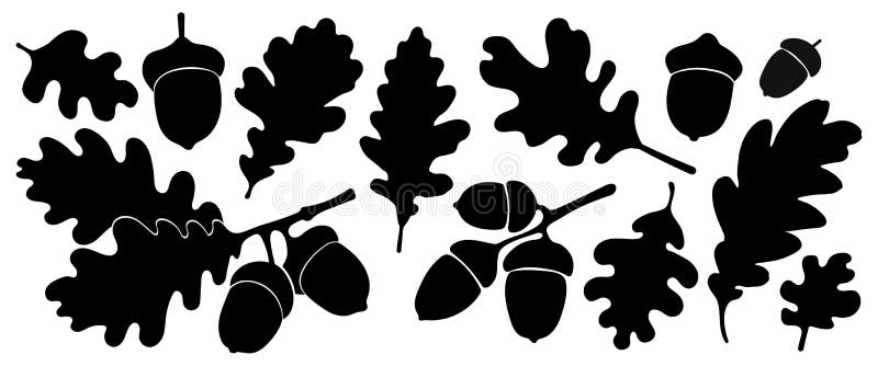 Oak tree. Silhouette. Isolated acorns and leaves