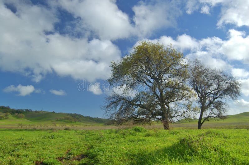 Oak Tree in spring stock photos Oak Tree in spring stock photos