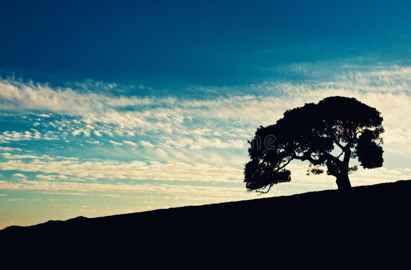 Oak Tree Sunset royalty free stock photography