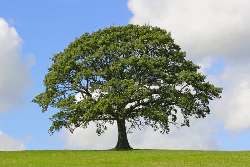 Roble un árbol en lleno una carta de pie en en el verano contra cielo azul montón nubes.