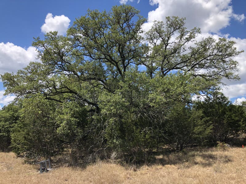 Texas Hill Country Oak Tree Stock Photo Image of country, clouds