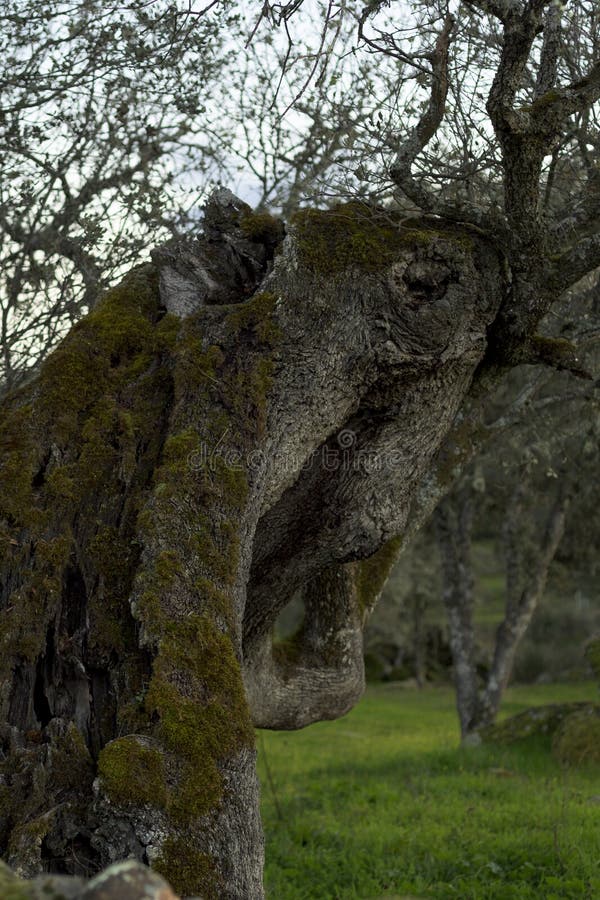 Oak tree trunk with abstract animal shape with eye stock photo