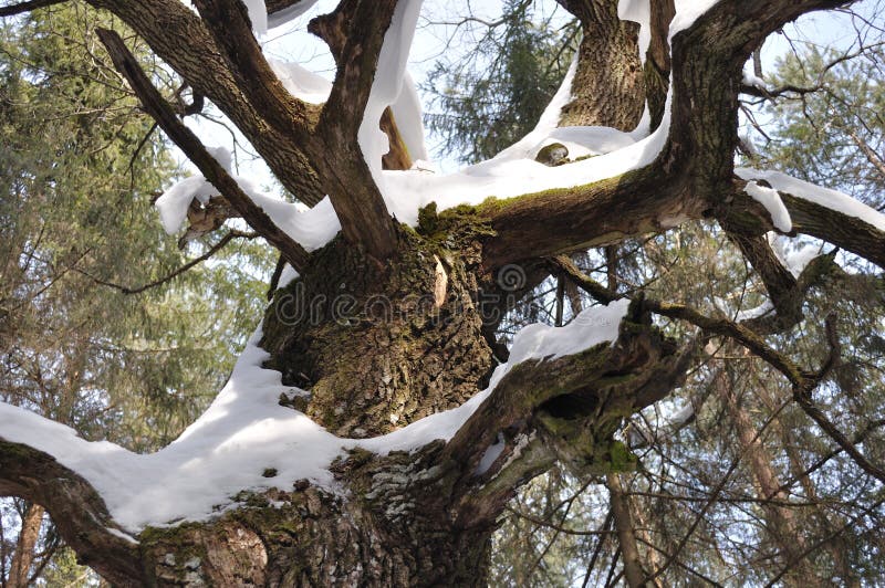 Oak tree trunk with bare branches in winter