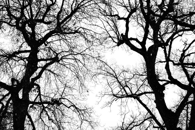 Oak tree winter silhouette