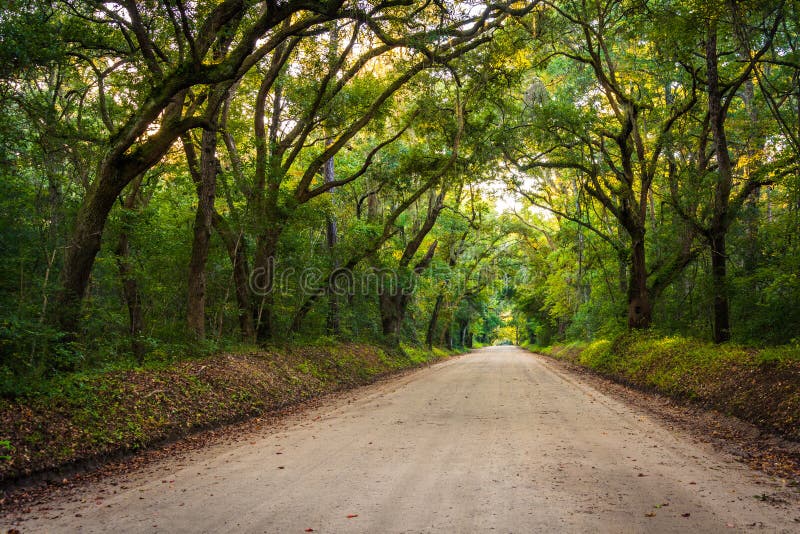 Oak trees along the dirt road to Botany Bay Plantation on Edisto Island, South Carolina. Oak trees along the dirt road to Botany Bay Plantation on Edisto Island stock photo Oak trees along the dirt road to Botany Bay Plantation on Edisto Island, South Carolina. Oak trees along the dirt road to Botany Bay Plantation on Edisto Island stock photo