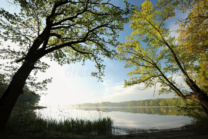Oak trees covered with fresh leaves at the edge of lake on a sunny spring morning against blue sky right side photo you can see