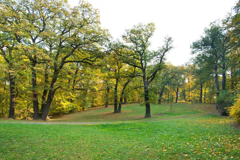 Oak trees on the meadow stock photo. Image of forest 129544300