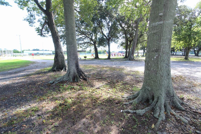 Louisiana Oak Trees stock image. Image of south, park 139334733