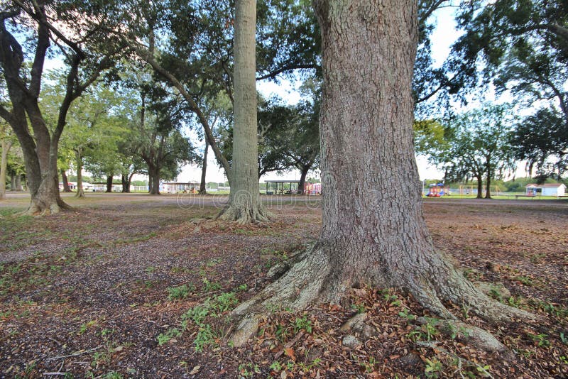 Louisiana Oak Trees stock photo. Image of golden, natural 140016766