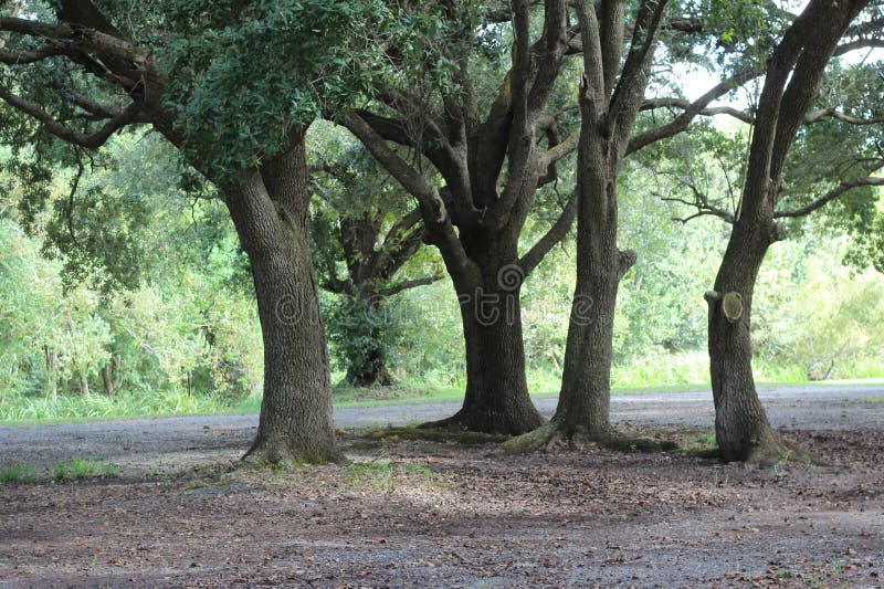Louisiana Oak Trees stock image. Image of botany, states 140514207