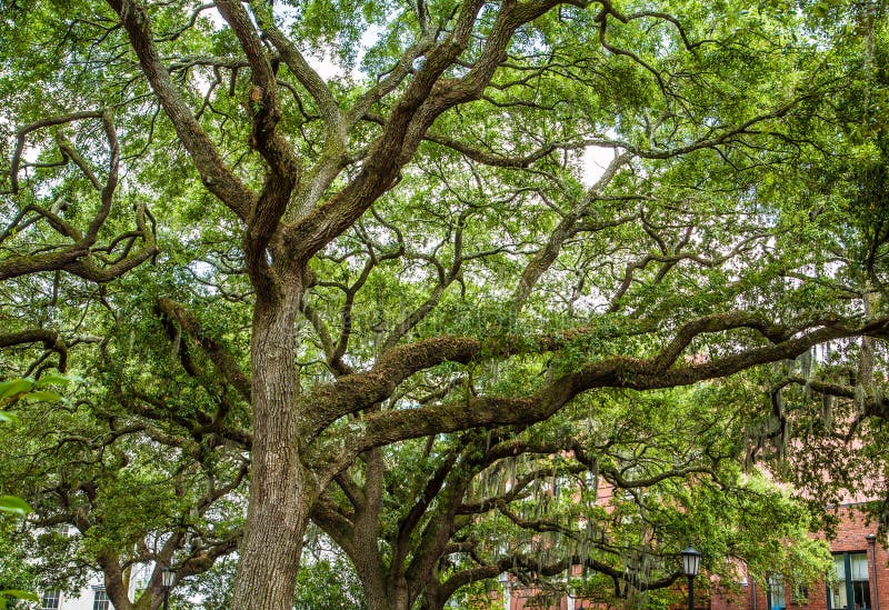 Oak Trees with Spanish Moss in Savannah Park Stock Photo Image of