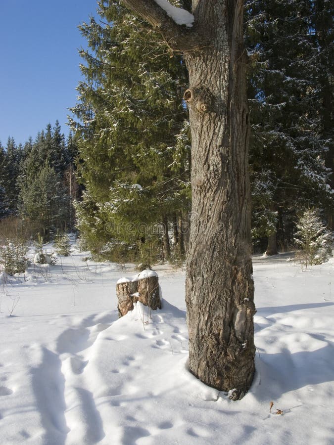 Oak trunk in winter fir forest