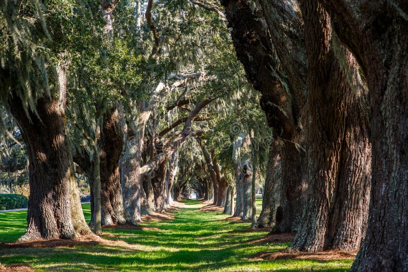 Oak Tunnel with Spanish Moss