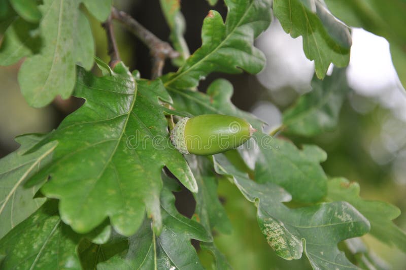 Oak twig stock image