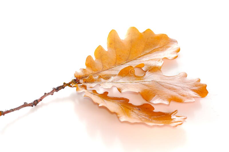 Autumn oak twig with leaves on white