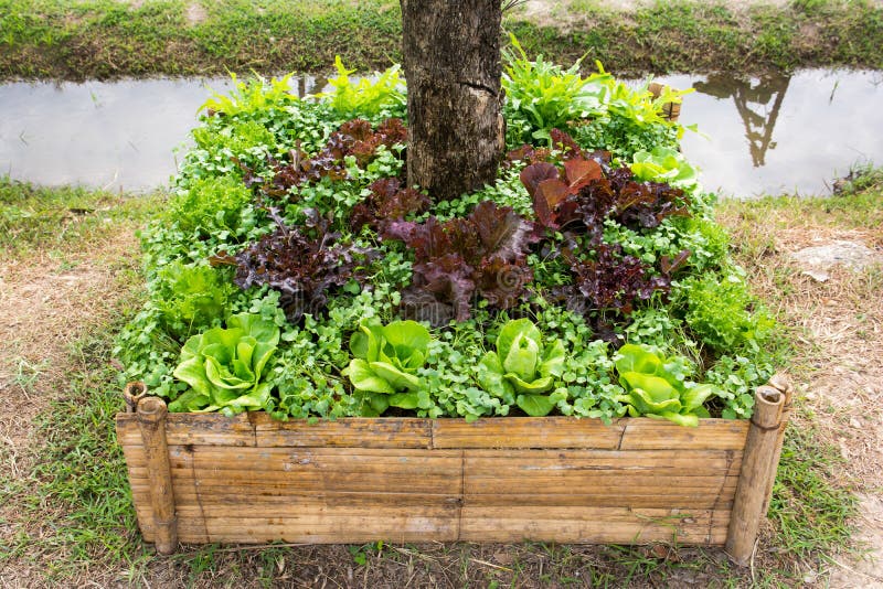 Oak Vegetables Plantation at Wooden Pot Under the Tree Background Stock