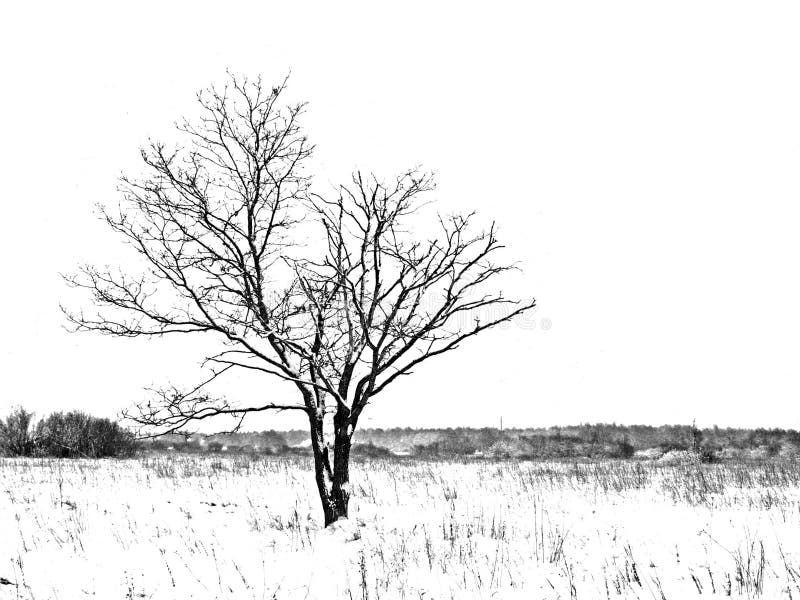 Oak on winter field