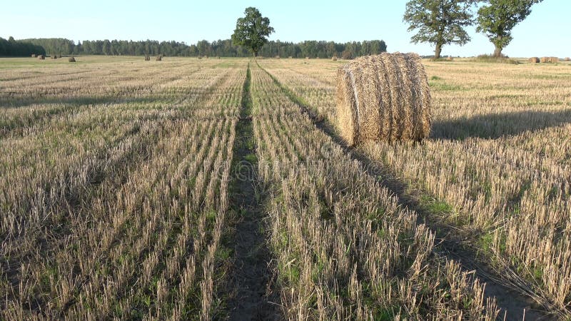 Oaks group and straw bales on harvested field