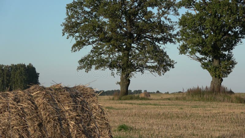 Oaks and straw bales on harvested wheat field