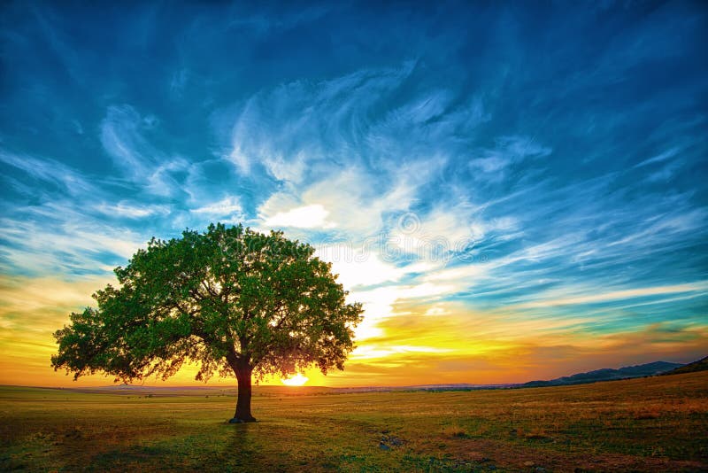 Oaktree arkivfoto