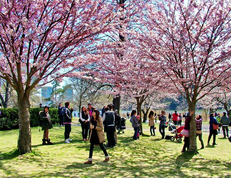 Oamenii se bucură de florile de cireșe de primăvară din parcul Torontos stock image
