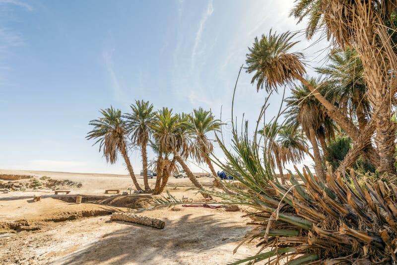 Oasis com palmeiras na áfrica do sahara sobremesa