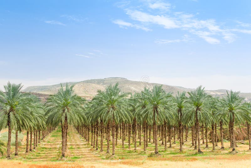 Oasis de plantation de verger de palmier dattier dans le désert de Moyen-Orient photos libres de droits Oasis de plantation de verger de palmier dattier dans le désert de Moyen-Orient photos libres de droits