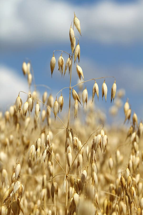 Oat stock image. Image of grain, kernel, agriculture - 33111559