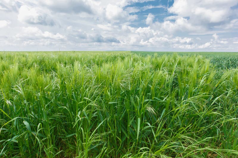 Oat field