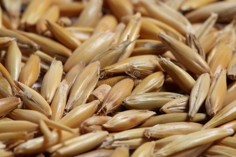 westland survival oat seeds westland survival oat seeds
