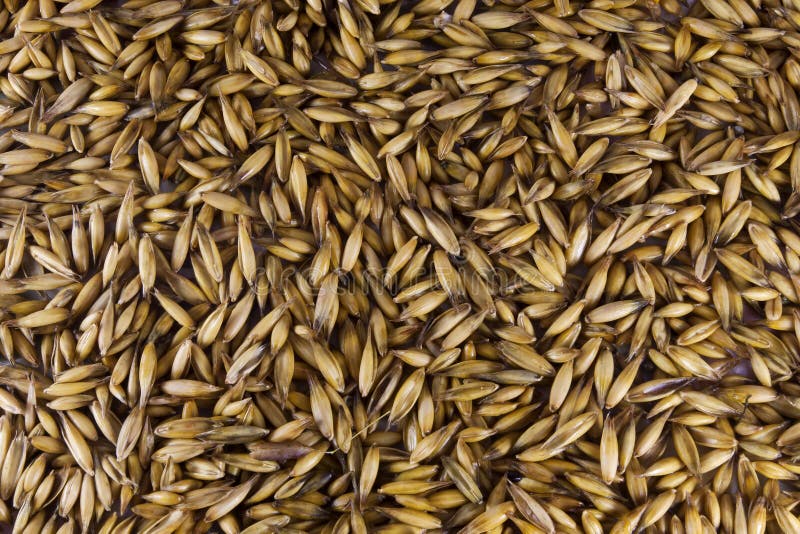 Oat seeds royalty free stock photography
