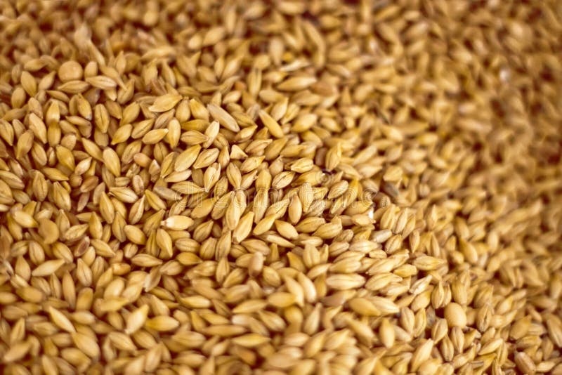 Oat Seeds