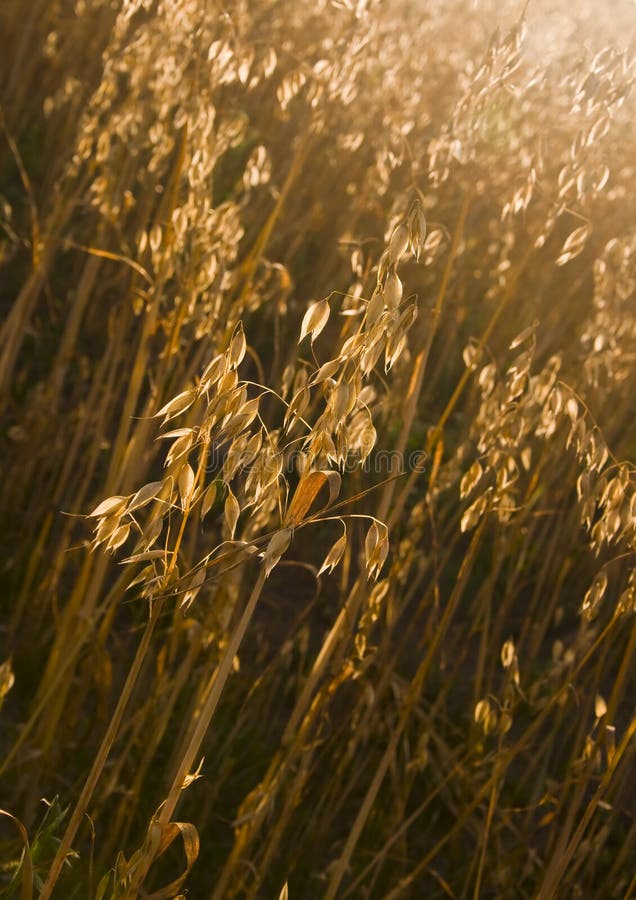 Avena campo fotografato sotto la luce del sole luminoso sera.