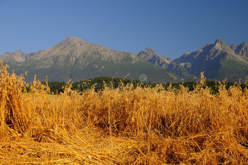 Oats field under mountains