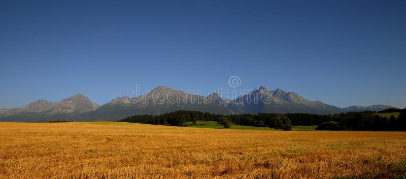 Oats field under mountains